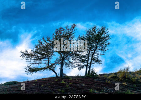 Silhouetten von zwei einsamen windswept mountain pine Bäume vor blauem Himmel auf einem Hügel im Naturpark Texelgruppe in Italien Stockfoto