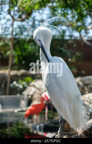 Exotische Vögel in Feuchtgebieten Voliere an ozeanographischen Aquarium in der Stadt der Künste und Wissenschaften in Valencia, Spanien Stockfoto