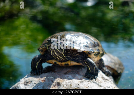 Turtle in Feuchtgebieten Voliere an ozeanographischen Aquarium in der Stadt der Künste und Wissenschaften in Valencia, Spanien Stockfoto