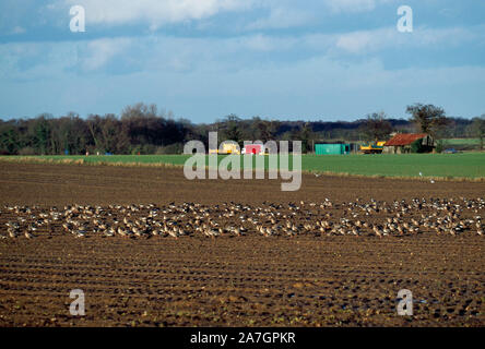 GÄNSESCHAR MIT ROSAFARBENEM FUSS. (Anser brachyrhynchus), im Erntefeld der Zuckerrüben. Fütterung von Zuckerrüben "Tops". Filby Norfolk, England. Stockfoto