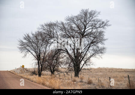 Winter Szene der Bäume entlang einer Schotterstraße Stockfoto