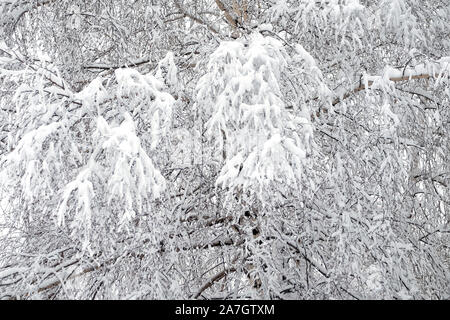 Schönen dichten Winterwald mit sauberen weißen Schnee mit Birke mit schneebedeckten Zweigen auf der Vorderseite abgedeckt Stockfoto