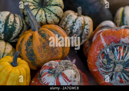 Eine Vielzahl von verschiedenen farbigen Kürbisse und Kürbisse Gemüse für Herbst und Halloween. Stockfoto