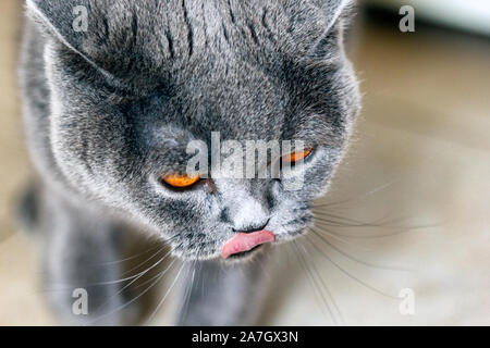 Die Scottish Fold ist eine Rasse der Hauskatze mit einem natürlichen dominant-Genmutation, dass Knorpel im gesamten Körper auswirkt, wodurch die Ohren zu fol Stockfoto