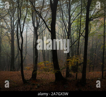 Junge Buchen in den herbstlichen Wald Stockfoto