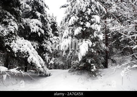 Schöne Landschaft mit schneebedeckten Pfad im dichtesten Wald unter die Bäume im Winter nach schneefall an bewölkten Tag Stockfoto