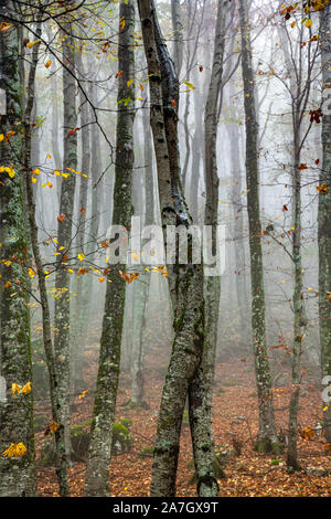 Umarmung der junge Buchen in den Wald Stockfoto