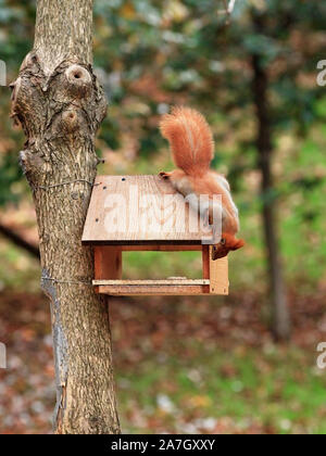 Süße kleine orange Eichhörnchen blicke in einen Vogel Zubringer zu einem Baum in einem stadtpark gebunden. Stockfoto