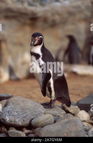 HUMBOLDTS PINGUIN (Spheniscus humboldti). In einem Zoo. Erwachsener steht auf Felsen, Felsbrocken. Webbed Füße, flipper wie Flügel Anpassung zum Schwimmen. Stockfoto