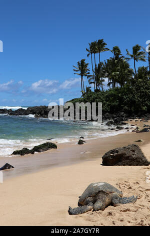 Sea Turtle am Strand von Hawaii Stockfoto