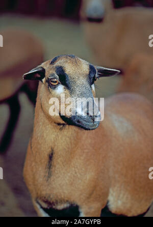 Kamerun schafe Schaf (Ovis aries). Inländische Brut Stockfoto