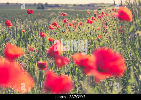 Roter Mohn blühen in den Bereichen Gras Stockfoto
