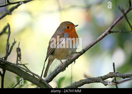 Robin thront auf einem Zweig Stockfoto