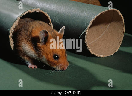 GOLDEN oder syrischen Hamster (Mesocricetus auratus). Am Eingang der Röhre. Artikel ökologische Bereicherung. Stockfoto