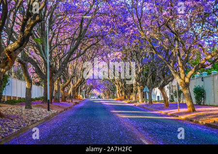 Violett Blau Jacaranda mimosifolia - Blüte in Johannesburg Straßen im Frühjahr im Oktober in Südafrika Stockfoto