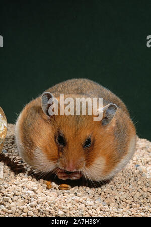 GOLDENE oder SYRISCHE HAMSTER (Mesocricetus auratus) Fütterung, mit vollen, aufgestockt, Wangenbeutel, zu transportieren, Transfer zurück zum Nest. Mobilität. Stockfoto