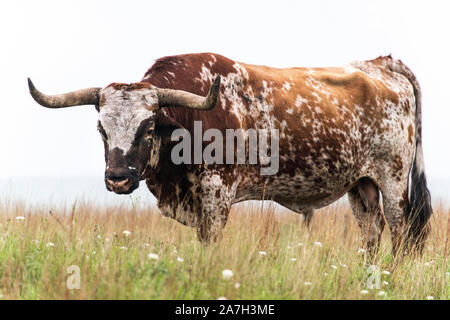 Texas Longhorn Stier an der Wichita Mountains National Wildlife Refuge in der Nähe von Lawton, Oklahoma Stockfoto