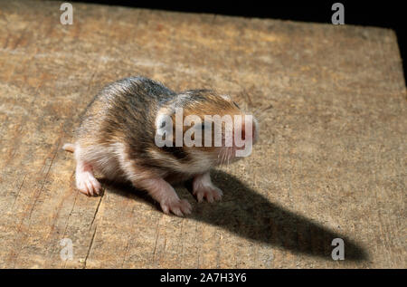 GOLDHAMSTER oder SYRISCHER Hamster jung (Mesocricetus auratus). 10 Tage alt, Fell bedeckt, aber immer noch blind. Einzelnes Baby aus dem Wurf auf dem Deckel des Nistkastens. Stockfoto