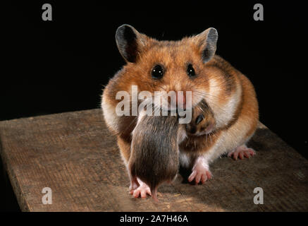 GOLDEN oder syrischen Hamster (Mesocricetus auratus). Mund 10 Tage alten Jungen, pup, Kit, oder Jugendliche. Stockfoto