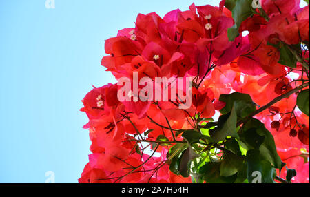 Rote Bougainvillea Blumen Stockfoto