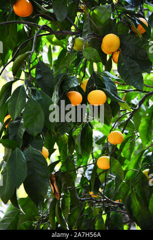 Sweet Orange Mandarinen auf einem Baum Stockfoto