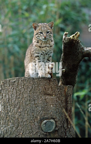 GEOFFROY'S CAT (Oncifelis geoffroyi). Das Sitzen auf einem Baumstumpf. Stockfoto