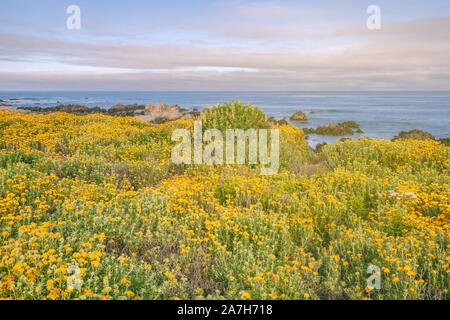 Blühende Meer woolly Sonnenblume, Eriophyllum staechadifolium, entlang der Monterey Halbinsel Küsten, Kalifornien, USA, im Frühling Stockfoto