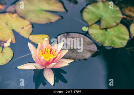 Rosa Seerose Nymphaea sp. Stockfoto