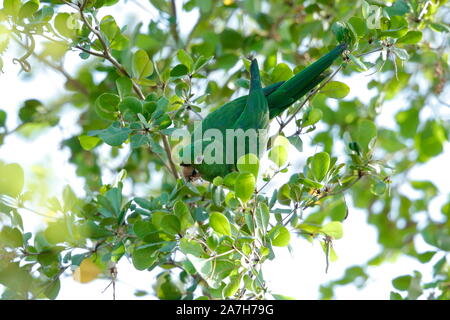 Die Hispaniolan Sittich, oder Perico ist eine Pflanzenart aus der Gattung der Papagei in der Familie Psittacidae. Stockfoto