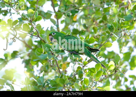 Die Hispaniolan Sittich, oder Perico ist eine Pflanzenart aus der Gattung der Papagei in der Familie Psittacidae. Stockfoto