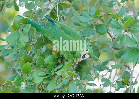 Die Hispaniolan Sittich, oder Perico ist eine Pflanzenart aus der Gattung der Papagei in der Familie Psittacidae. Stockfoto