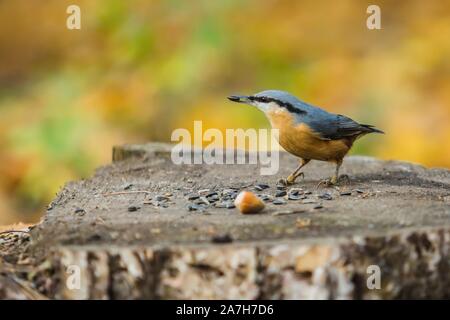 Eurasischen Kleiber, eine kleine blau-grau und orange gefärbten Vogel mit schwarzen Streifen über Auge und saß auf einem Baumstumpf und picken an Sonnenblumenkernen. Stockfoto