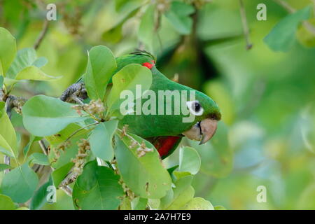 Die Hispaniolan Sittich, oder Perico ist eine Pflanzenart aus der Gattung der Papagei in der Familie Psittacidae. Stockfoto