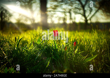Eine rote Tulpe im grünen Gras und Sonnenschein im Freien Stockfoto