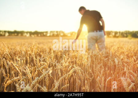 Weizenfeld. Ohren der goldene Weizen. Schönen Sonnenuntergang Landschaft. Hintergrund Der reifezeit Ohren. Reife Getreide. closeup Stockfoto