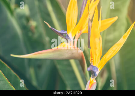 Bird of paradise Blumen Strelitzia reginae Stockfoto