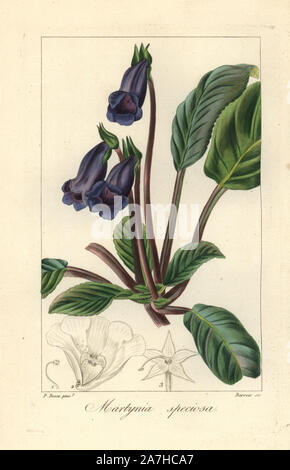 Cat's Claw, Martynia speciosa, beheimatet in Brasilien. Papierkörbe Walze Gravur auf Kupfer durch Barrois aus botanischer Illustration von Pancrace Bessa aus Mordant de Launay' Herbier General de l 'Amateure' Audot, Paris, 1820. Die herbier war von 1810 bis 1827 veröffentlicht und von Mordant de Launay und Loiseleur-Deslongchamps bearbeitet werden. Bessa (1772-1830), zusammen mit Redoute und Turpin, ist einer der größten französischen botanischen Künstler des 19. Jahrhunderts angesehen. Stockfoto