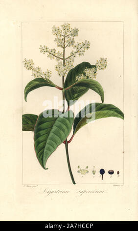 Japanischer liguster, Ligustrum japonicum, beheimatet in südlichen Japan. Papierkörbe Walze Gravur auf Kupfer durch Barrois aus botanischer Illustration von Pancrace Bessa aus Mordant de Launay' Herbier General de l 'Amateure' Audot, Paris, 1820. Die herbier war von 1810 bis 1827 veröffentlicht und von Mordant de Launay und Loiseleur-Deslongchamps bearbeitet werden. Bessa (1772-1830), zusammen mit Redoute und Turpin, ist einer der größten französischen botanischen Künstler des 19. Jahrhunderts angesehen. Stockfoto