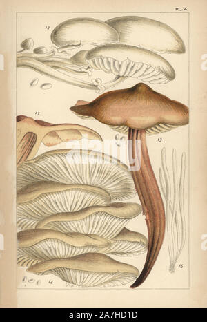 Porzellan Oudemansiella mucida Pilze, 12, spindleshank, Gymnopus fusipes 13, Oyster mushroom, Pleurotus ostreatus 14 und Fee Finger, Clavaria fragilis 15. Chromolithograph nach einer Illustration von M. C. Cooke aus seinem eigenen "Britische essbare Pilze, wie zu unterscheiden und wie sie zu kochen", London, Kegan Paul 1891. Mordecai Cubitt Cooke (1825-1914) war ein britischer Botaniker, Mykologe und Künstler. Er war Kurator der Indien Museum von 1860 bis 1879, als er zusammen mit der botanischen Sammlung zu den Royal Botanic Gardens, Kew, übertragen. Stockfoto