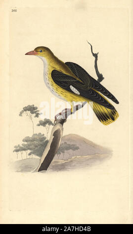 Pirol (Oriolus oriolus), weiblich. Papierkörbe Kupferstich erstellt und von Edward Donovan aus seinem eigenen "natürliche Geschichte der britischen Vögel eingraviert, "London, 1794-1819. Edward Donovan (1768-1837) war ein anglo-irischen Bewunderer der Zoologe, Schriftsteller, Künstler und Graveur. Er schrieb und illustrierte eine Reihe von Volumes auf Vögel, Fische, Muscheln und Insekten, sein eigenes Museum für Naturgeschichte in London eröffnet, aber später fiel er auf harte Zeiten und starb mittellos. Stockfoto