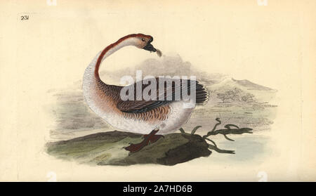 Swan Goose, Anser cygnoides, verwundbar. Papierkörbe Kupferstich erstellt und von Edward Donovan aus seinem eigenen "natürliche Geschichte der britischen Vögel eingraviert, "London, 1794-1819. Edward Donovan (1768-1837) war ein anglo-irischen Bewunderer der Zoologe, Schriftsteller, Künstler und Graveur. Er schrieb und illustrierte eine Reihe von Volumes auf Vögel, Fische, Muscheln und Insekten, sein eigenes Museum für Naturgeschichte in London eröffnet, aber später fiel er auf harte Zeiten und starb mittellos. Stockfoto