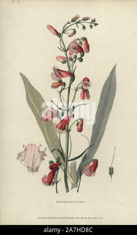 Scarlet Hornist, Penstemon barbatus. Papierkörbe botanischen Abbildung gezeichnet und von William Clark von Richard Morris' Flora Conspicua' London, Longman, Rees, 1826 eingraviert. William Clark war ehemaliger Verfasser des Londoner Gartenbaugesellschaft und illustriert viele botanische Bücher, die in den 1820er und 1830er Jahren. Stockfoto