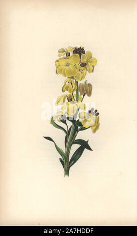 Wild Mauerblümchen, Cheiranthus fruticulosus. Papierkörbe botanischen Abbildung gezeichnet und von William Clark von 'MRebecca Hey oral von Blumen eingraviert, "London, Longman, Rees, 1833. Frau Rebecca Hey war eine viktorianische Schriftsteller, Dichter und Künstler, der schrieb "Geist der Wälder" 1837 und "Erinnerungen an den Seen' 1841. William Clark war ehemaliger Verfasser des Londoner Gartenbaugesellschaft und illustriert viele botanische Bücher, die in den 1820er und 1830er Jahren. Stockfoto