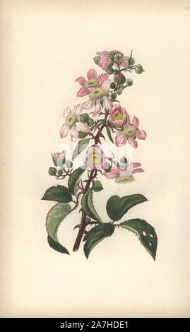 Gemeinsame dornbusch oder Blackberry, Rubus fruticosus. Papierkörbe botanischen Abbildung gezeichnet und von William Clark von 'MRebecca Hey oral von Blumen eingraviert, "London, Longman, Rees, 1833. Frau Rebecca Hey war eine viktorianische Schriftsteller, Dichter und Künstler, der schrieb "Geist der Wälder" 1837 und "Erinnerungen an den Seen' 1841. William Clark war ehemaliger Verfasser des Londoner Gartenbaugesellschaft und illustriert viele botanische Bücher, die in den 1820er und 1830er Jahren. Stockfoto