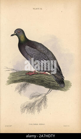 Stock dove oder Lager Taube Columba oenas. Papierkörbe Stahlstich von William Lizars nach einer Illustration von Edward Lear aus Band Prideaux John Selby "Tauben" in Sir William Jardine's" des Naturforschers Bibliothek: Ornithologie", herausgegeben von W.H. Lizars, Edinburgh, 1835. Künstler Edward Lear (1812-1888), heute berühmt für seinen literarischen Unsinn und Limericks, war ein geschickter ornithologischen Künstler, der 1832 veröffentlicht' Illustrationen der Familie Psittacidae oder Papageien'. Stockfoto