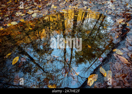 Herbst Überlegungen im Pisgah National Forest - in der Nähe der Brevard, North Carolina, United States Stockfoto