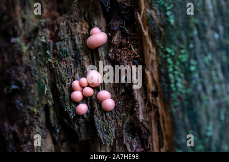 Lycogala epidendrum, die im Allgemeinen als Wolf Milch oder von gröning Schleim - Pisgah National Forest, Brevard, North Carolina, USA, bekannt Stockfoto