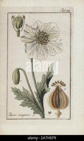 Schlafmohn, Papaver somniferum. Papierkörbe Kupferstich botanischen Gravur von Johannes Zorn's 'Afbeelding der Artseny-Gewassen", Jan Christiaan Sepp, Amsterdam, 1796. Zorn zuerst veröffentlicht seine medizinischen Botanik in Nürnberg im Jahr 1780 illustriert mit 500 Platten und eine niederländische Ausgabe, gefolgt 1796 von J.C. veröffentlicht. Sepp mit einem zusätzlichen 100 Platten. Zorn (1739-1799) war ein deutscher Apotheker und Botaniker, der medizinische Pflanzen aus ganz Europa für seinen "Icones plantarum medicinalium" für Apotheker und Ärzte gesammelt. Stockfoto