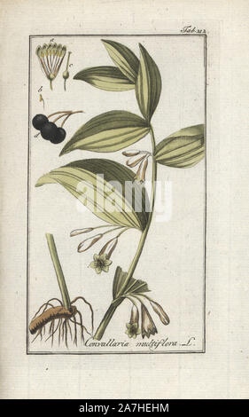 Salomos Siegel, Bell Multiflorum. Papierkörbe Kupferstich botanischen Gravur von Johannes Zorn's 'Afbeelding der Artseny-Gewassen", Jan Christiaan Sepp, Amsterdam, 1796. Zorn zuerst veröffentlicht seine medizinischen Botanik in Nürnberg im Jahr 1780 illustriert mit 500 Platten und eine niederländische Ausgabe, gefolgt 1796 von J.C. veröffentlicht. Sepp mit einem zusätzlichen 100 Platten. Zorn (1739-1799) war ein deutscher Apotheker und Botaniker, der medizinische Pflanzen aus ganz Europa für seinen "Icones plantarum medicinalium" für Apotheker und Ärzte gesammelt. Stockfoto