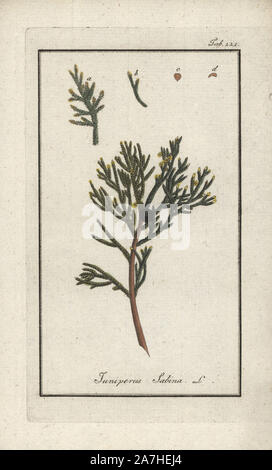 Savin Wacholder, Juniperus sabina. Papierkörbe Kupferstich botanischen Gravur von Johannes Zorn's 'Afbeelding der Artseny-Gewassen", Jan Christiaan Sepp, Amsterdam, 1796. Zorn zuerst veröffentlicht seine medizinischen Botanik in Nürnberg im Jahr 1780 illustriert mit 500 Platten und eine niederländische Ausgabe, gefolgt 1796 von J.C. veröffentlicht. Sepp mit einem zusätzlichen 100 Platten. Zorn (1739-1799) war ein deutscher Apotheker und Botaniker, der medizinische Pflanzen aus ganz Europa für seinen "Icones plantarum medicinalium" für Apotheker und Ärzte gesammelt. Stockfoto